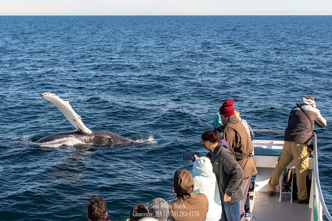 Whale Watching Trips to Stellwagen Bank Marine Sanctuary. Guaranteed Sightings! - Booking and Logistics