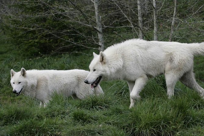 White Wolf Sanctuary Tour (Mar ) - Participant Requirements