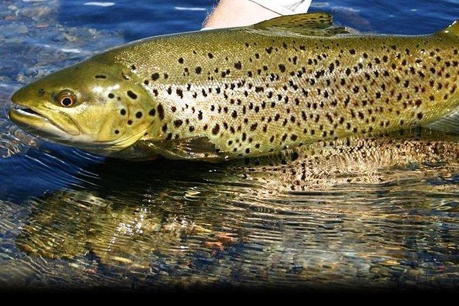 Wild Brown Trout Fishing. Lough Corrib. French Speaking Ghillie/Guide. Full Day. - Inclusions Provided