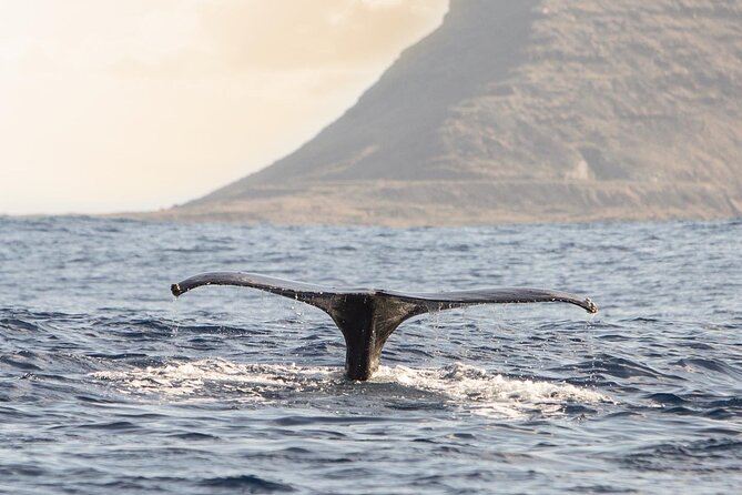 Wild Dolphin Watching and Snorkel Safari off West Coast of Oahu - Wildlife Spotting Opportunities