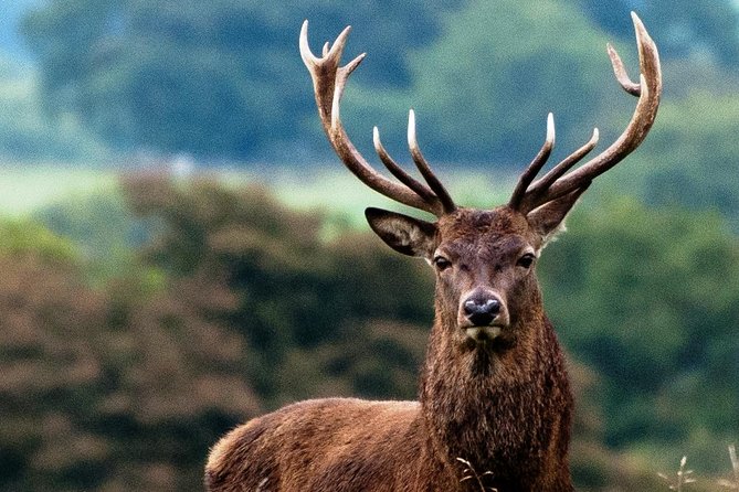 Wild Red Deer Viewing Safari, Connemara. Guided 3hrs - Tour Inclusions