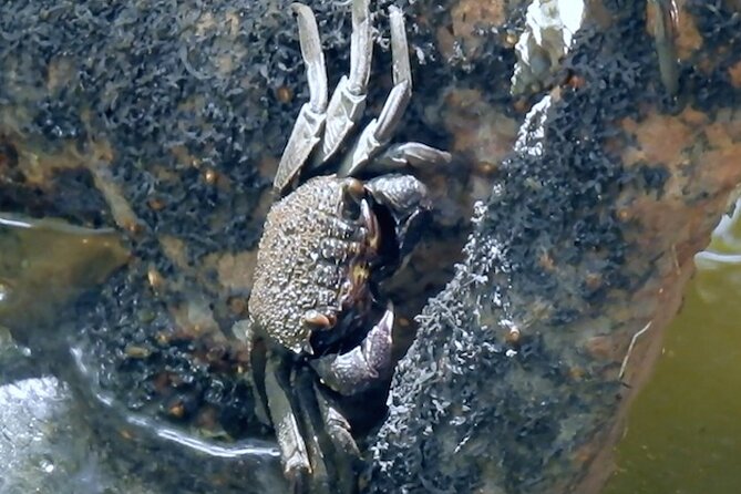 Wildlife at Sungei Buloh Wetland Reserve