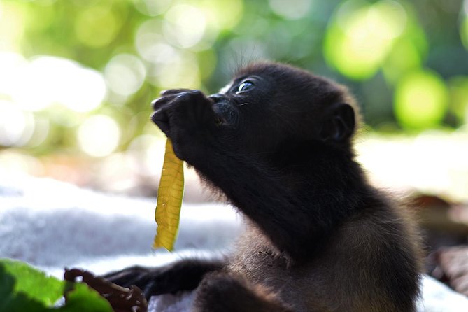 Wildlife Rescue Center Tour in Costa Rica - End of Tour