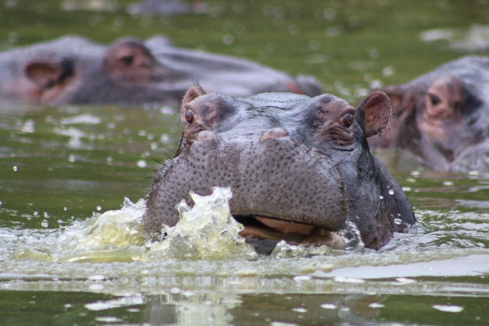 Wildlife Safari - African Savanna Experience