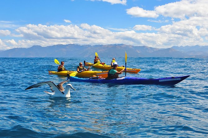 Wildlife Sea Kayaking Tour - Kaikoura - Meeting and Pickup Details