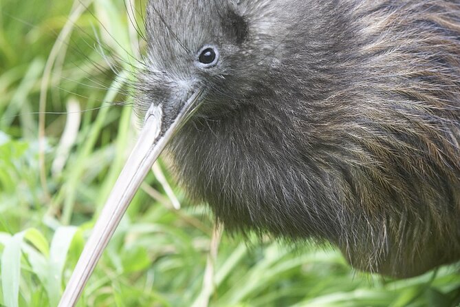 Willowbank Wildlife Reserve Day Entry - Visitor Experience