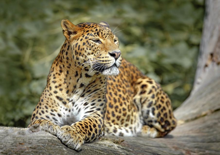 Wilpattu National Park: 3-Hour Morning or Evening Safari - Wildlife Exploration Opportunities