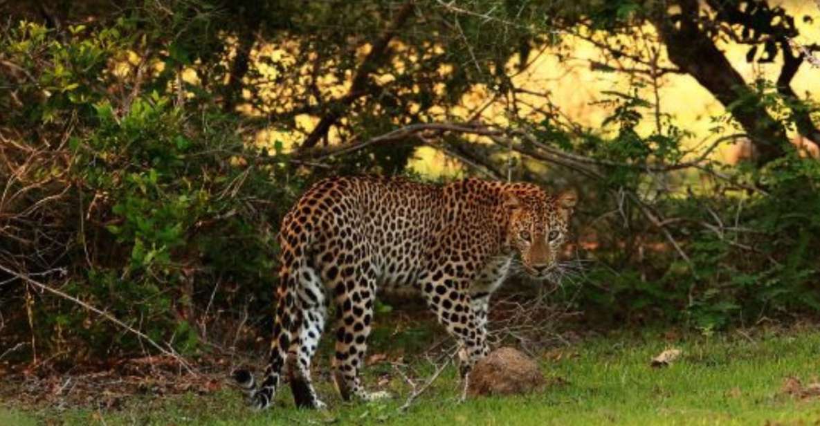 Wilpattu National Park: Morning or Evening Leopard Safari - Wildlife Encounters in Wilpattu