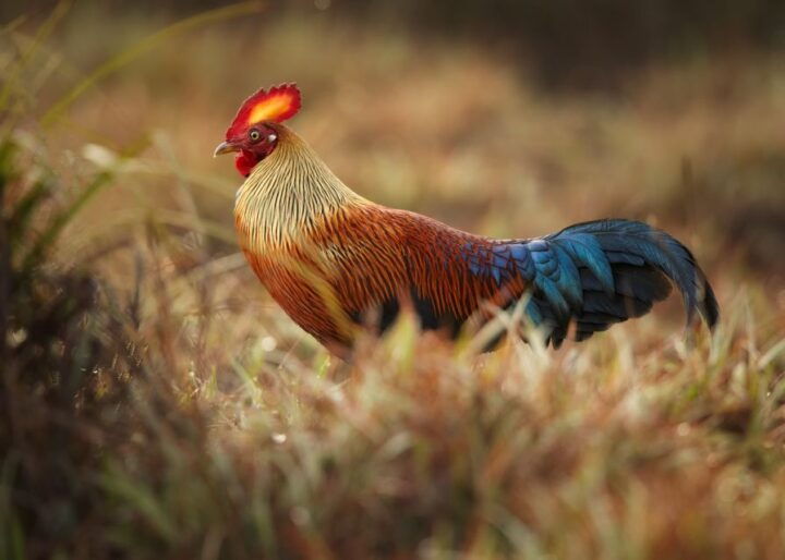 Wilpattu National Park Safari Tour From Dambulla - Safari Highlights