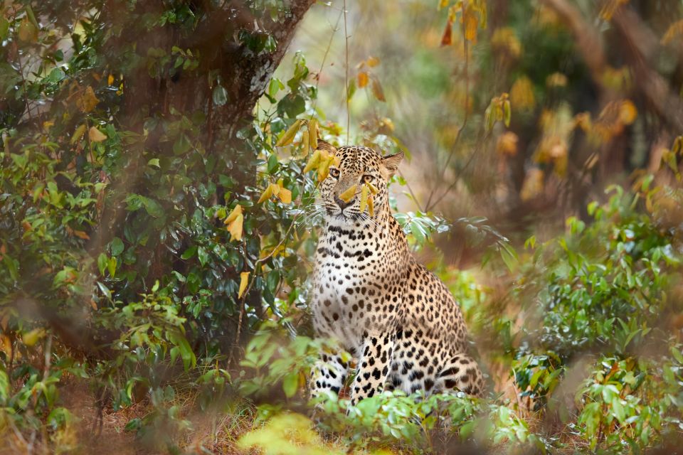 Wilpattu National Park Safari Tour From Negombo - Safari Highlights