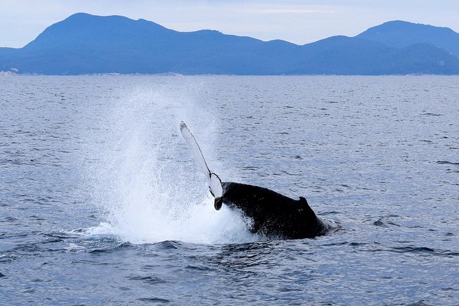 Wilsons Prom Whale Cruise - Inclusions Provided