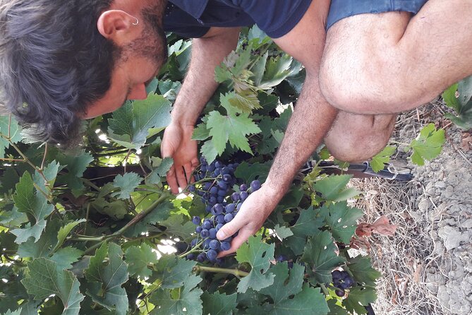 Wine Tasting in Sablet - Exploring Local Vineyards and Wineries