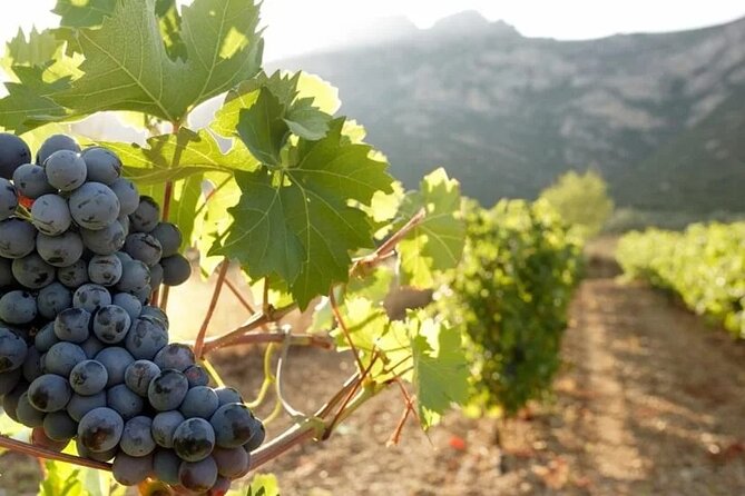 Wine Tour to Nemea And Nafplio - Wine Tasting Experience