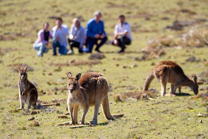 Wineglass Bay And Maria Island Wildlife Scenic Flight From Hobart - Wildlife Encounters