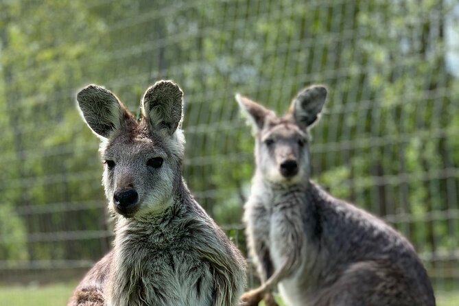 Wings Wildlife Park and Scenic Tour - Included Meals and Entry