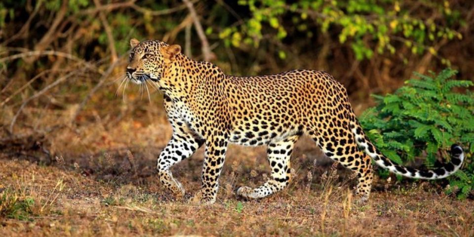 Yala National Park: Half Day Safari From Hambantota Harbor - Wildlife Encounters