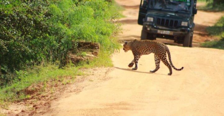 Yala National Park Half Day Safari - Safari Experience Options Available