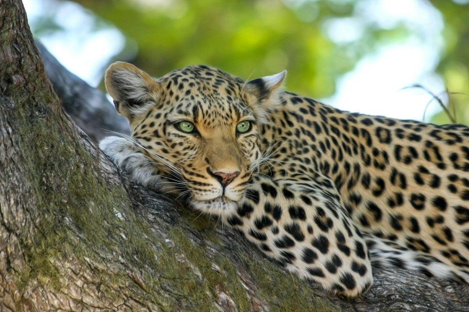 Yala National Park: Leopard Safari Day Tour From Colombo - Tour Highlights