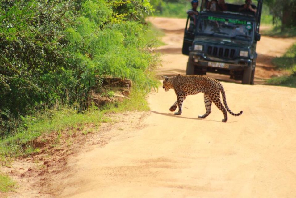 Yala National Park Sharing Safari (5 Hours) - Tour Description