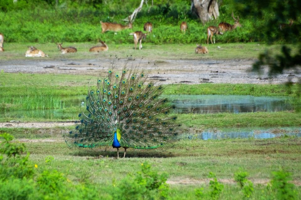 Yala Safari Day Trip With Lunch - Private & All-Inclusive - Experience Highlights