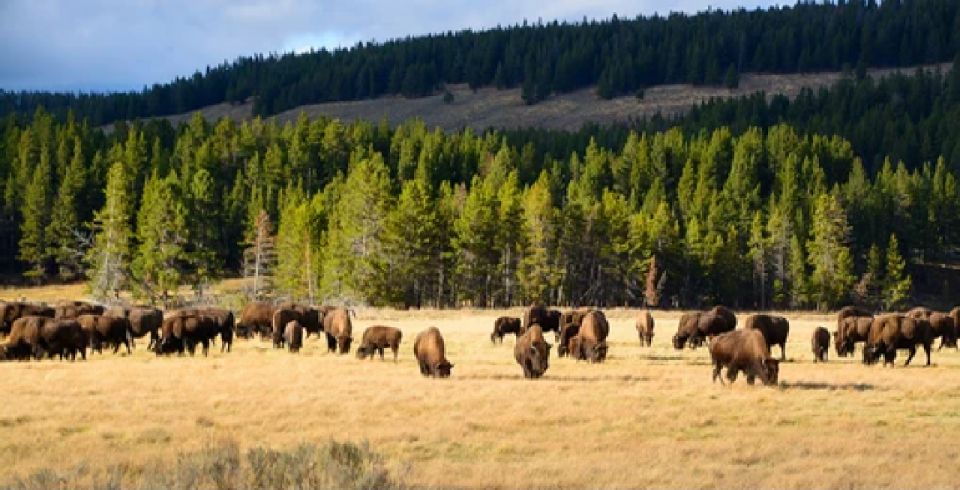 Yellowstone: Old Faithful, Waterfalls, and Wildlife Day Tour - Experience Yellowstones Natural Wonders