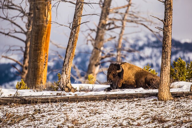 Yellowstone Tour Lower Loop From West Yellowstone, With Lunch! - Traveler Experience