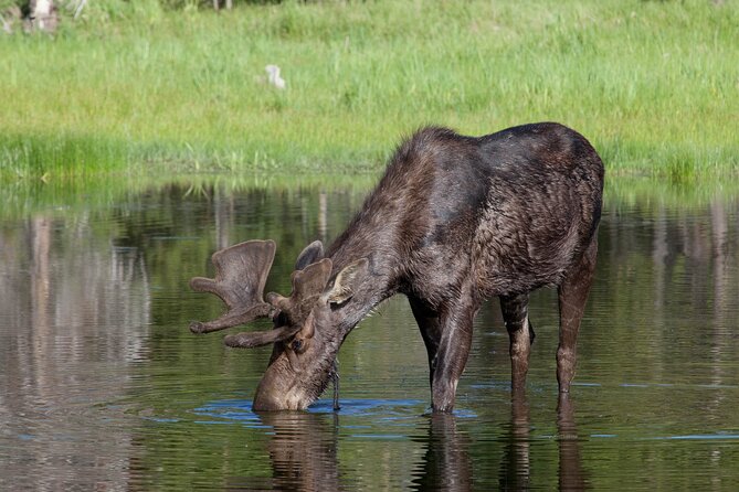 Yellowstone Wildlife Safari From Bozeman - Private Tour - Experienced Tour Guides