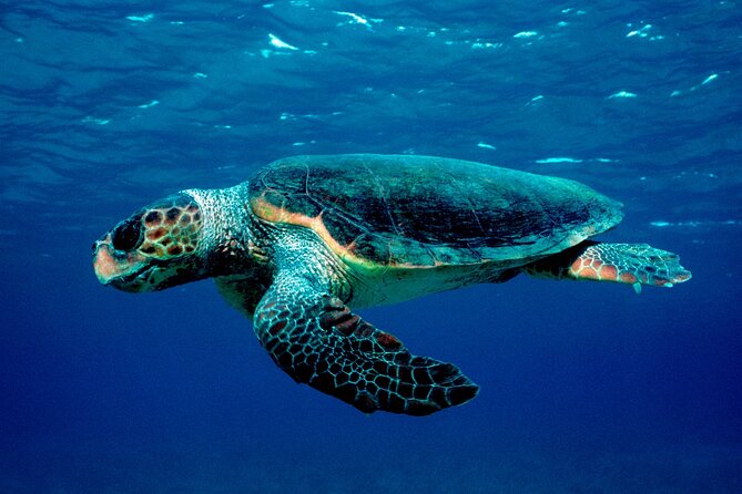 Zakynthos Marine Park With Turtles Spotting - Turtle Spotting Excursions