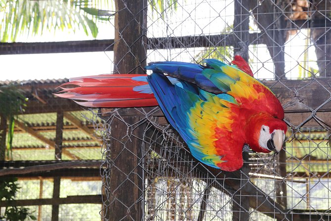 Zipline, Optional Monkeys/Sloths/Macaws Visit & West Bay Beach Resort: Roatan,HN - Options for Ziplining Experience