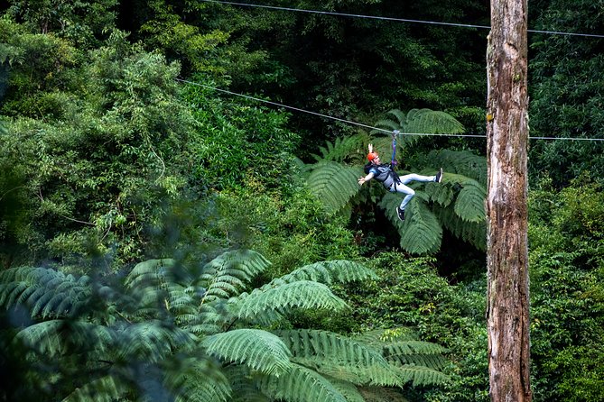 Ziplining Forest Adventure - The Original Canopy Tour Rotorua - Experience Highlights