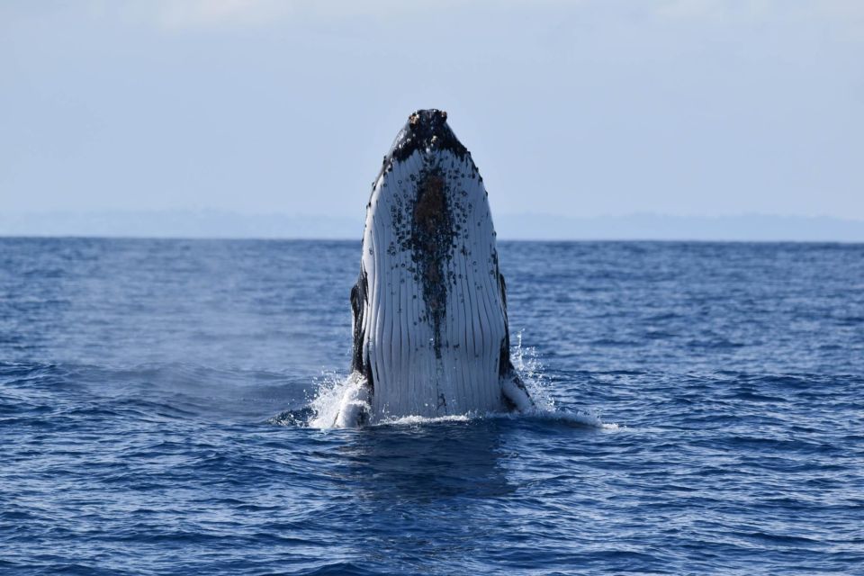 2in1 Samaná Bay Whale Watching Bacardi Island Experiences - Just The Basics