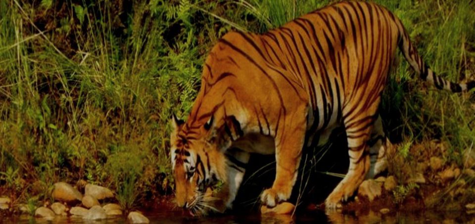 3 Days Bardiya Jungle Safari Tour From Kathmandu - Safari Experience Highlights