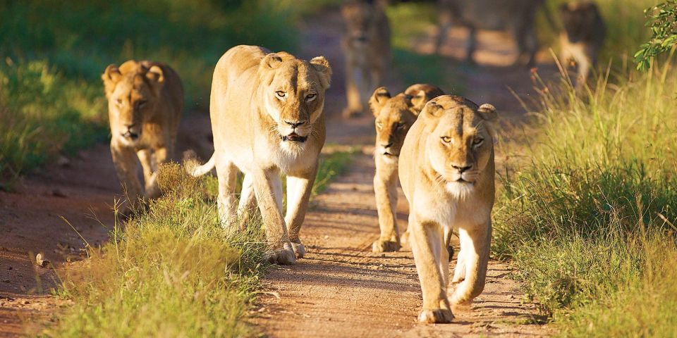 3 Days Kruger Safari From Johannesburg - Safari Itinerary Details