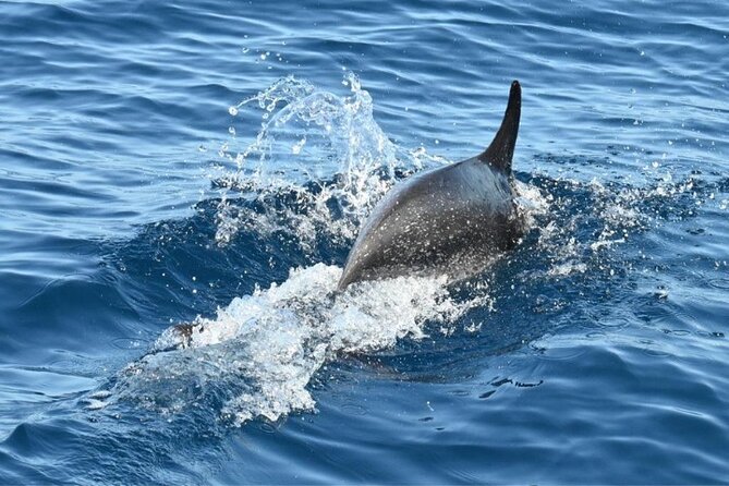 3-Hour Cetacean Watching and Snorkeling Tour in Tenerife - Key Points