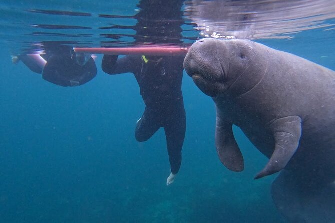 3 Hour Small Group All Inclusive Manatee Swim With Free Photo Package ! - Just The Basics
