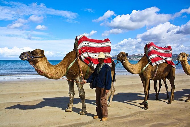 3 Hours Tangier Sightseeing and Camel Trek - Tour Details and Booking