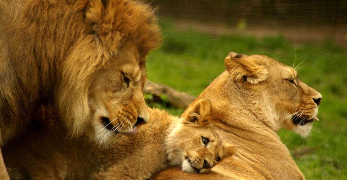 1/2 Day Natal Lion Park & Phezulu Safari Park From Durban - Phezulu Safari Park Overview