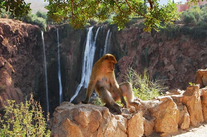 1 Day Tour From Marrakech to Ouzoud Waterfalls Small-Group - Host Responses and Customer Interactions