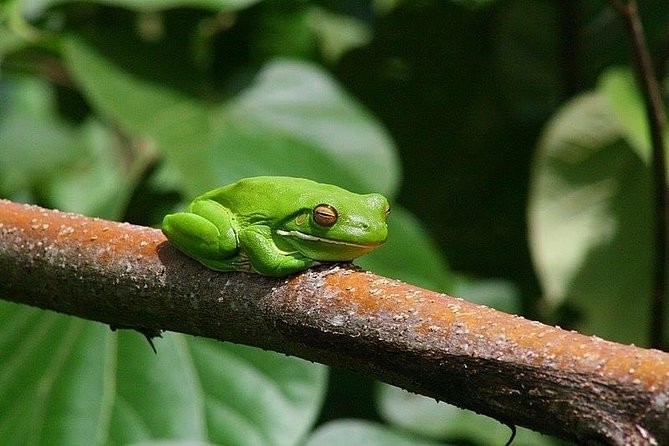 1-Hour Daintree River Wildlife Cruise - Guest Experiences