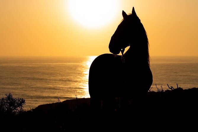 1 Hour Horse Ride on the Beach of Essaouira - Meeting and Pickup Instructions