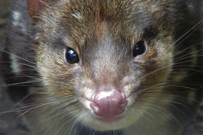 1-Hour Tasmanian Devil Feeding Day Tour at Cradle Mountain - Additional Details