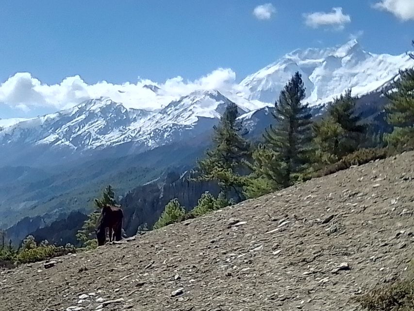 12 Day Annapurna Circuit Trek From Pokhara or Kathmandu - Itinerary