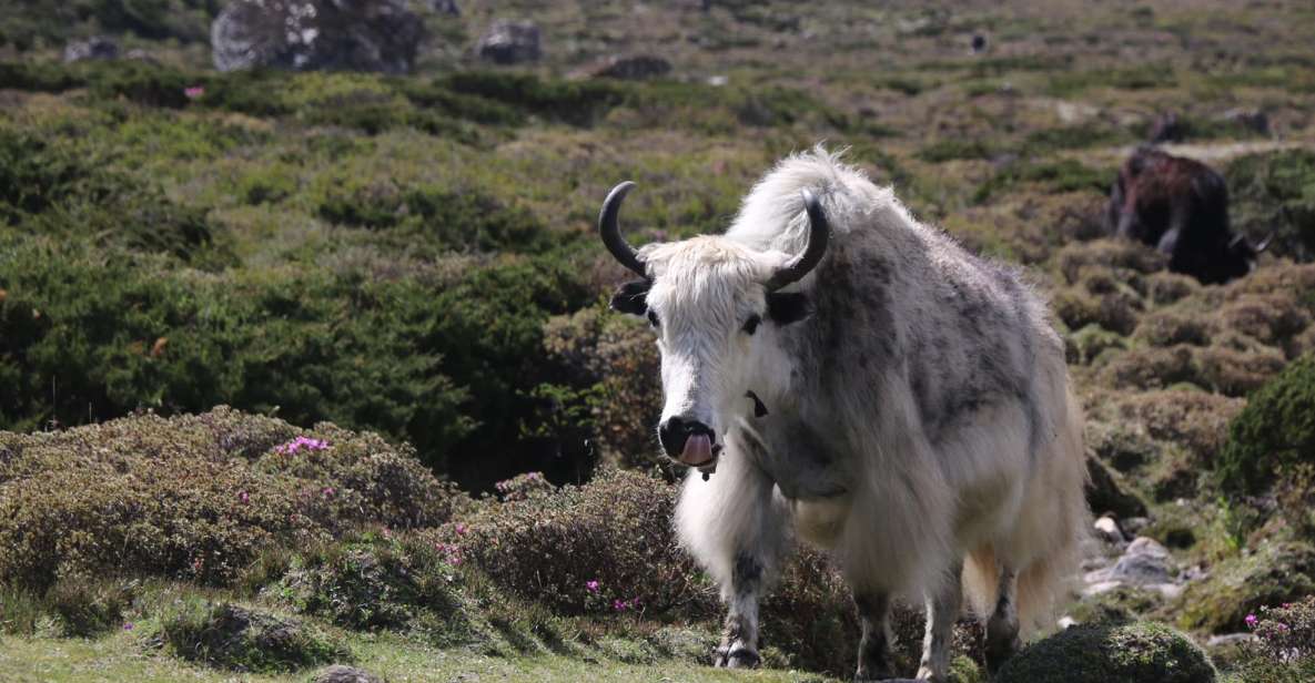 12 Days Everest Basecamp Trekking - Day 2: Flight to Lukla, Trek to Phakding