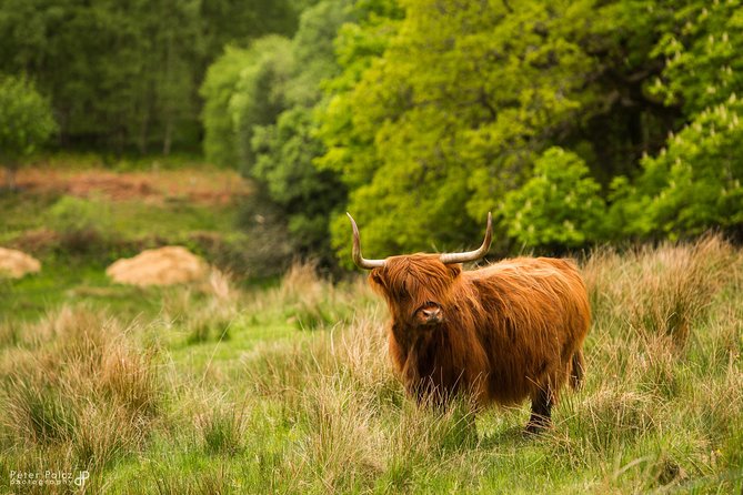 2-Day Highlands and Loch Ness Tour From Edinburgh - Positive Feedback and Praise for Tour Staff