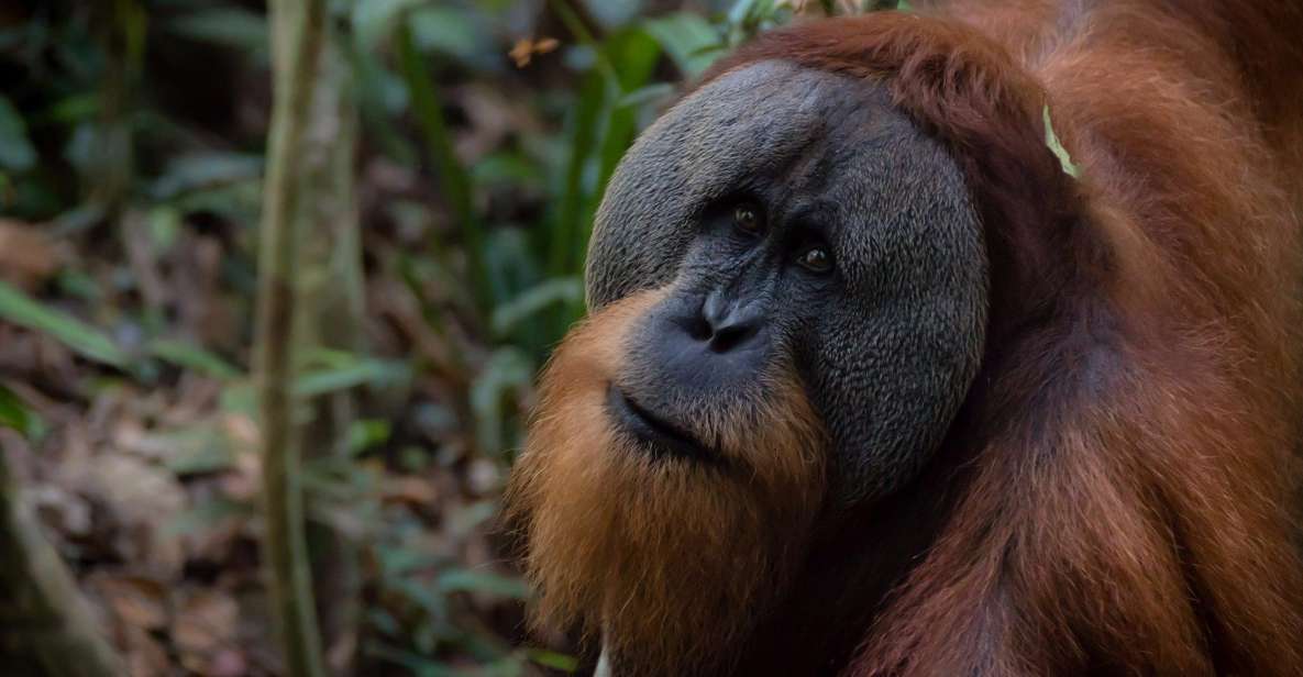 2 Days 1 Night Orangutan Trek Bukit Lawang - Itinerary Details