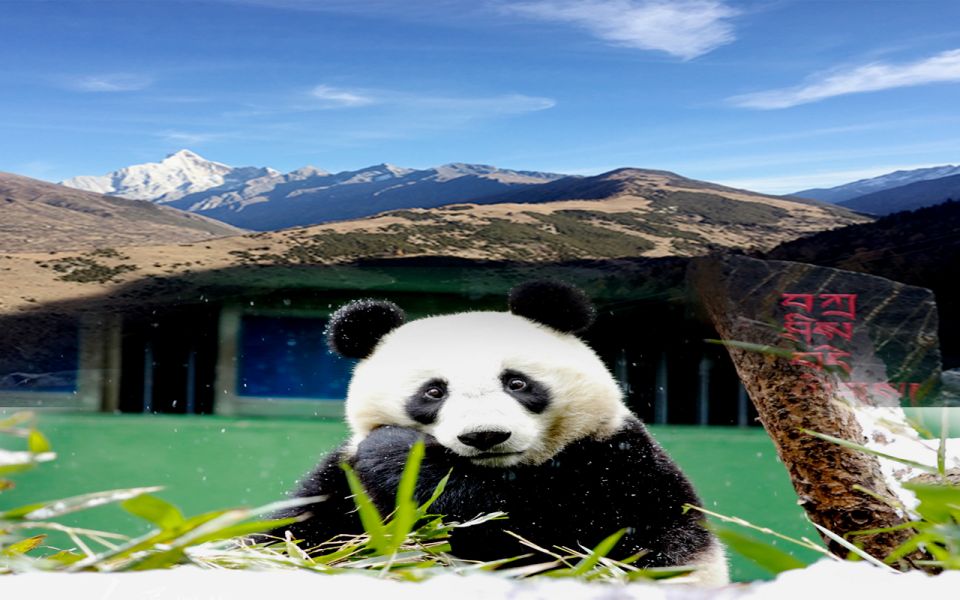 2 Days Mt. Siguniangwolong Panda Tour From Chengdu - Inclusions in the Package