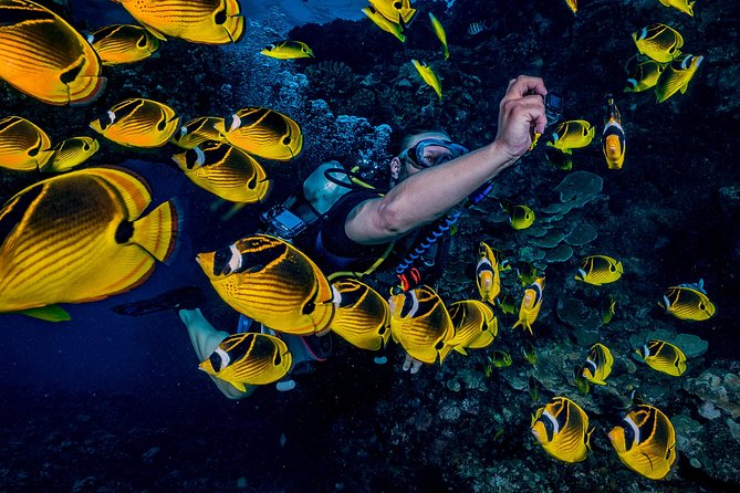 2 Tank Lanai Cathedral Dive - Customer Reviews