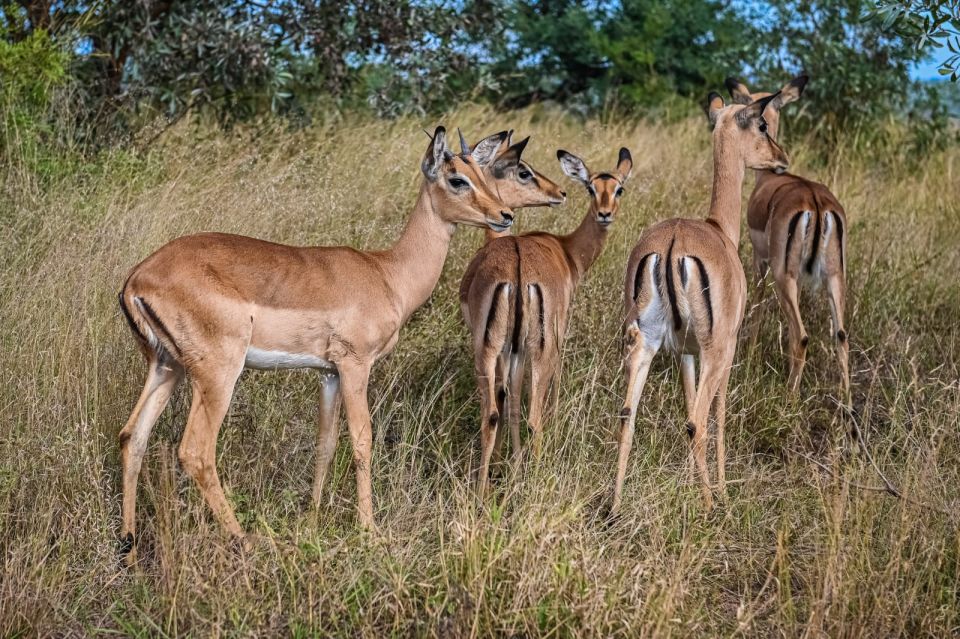 2days Kruger National Park - Wildlife Safari Experience