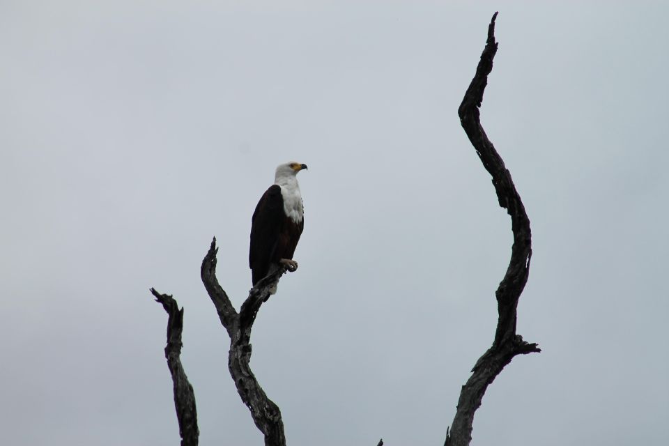 3 Day Kruger Park All Inclusive Safari From Johannesburg! - Booking and Experience Highlights