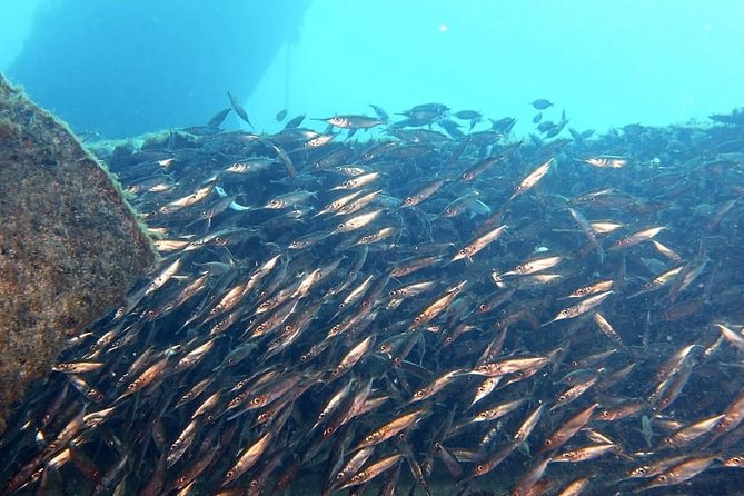 3-Day SCUBA Diving: Gran Canaria (Mar ) - Discover Underwater Marine Life